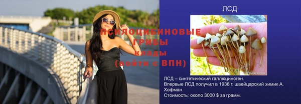 прущие грибы Каменск-Шахтинский